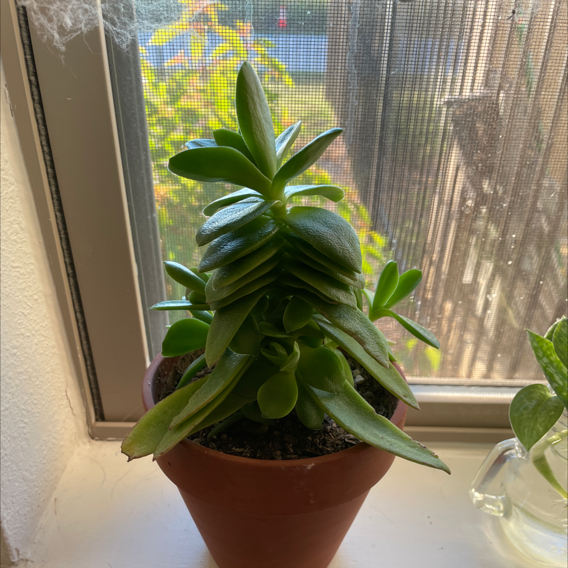 Photo of the plant species Green Pagoda by Lori named Pai Mei on Greg, the plant care app