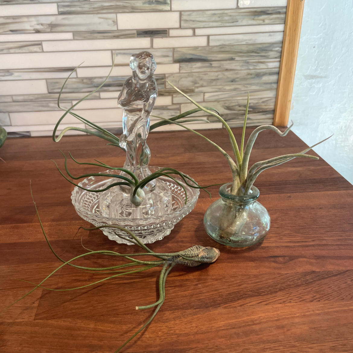 Photo of the plant species Pseudobaileyi Air Plant by Ashlie named The Fae on Greg, the plant care app