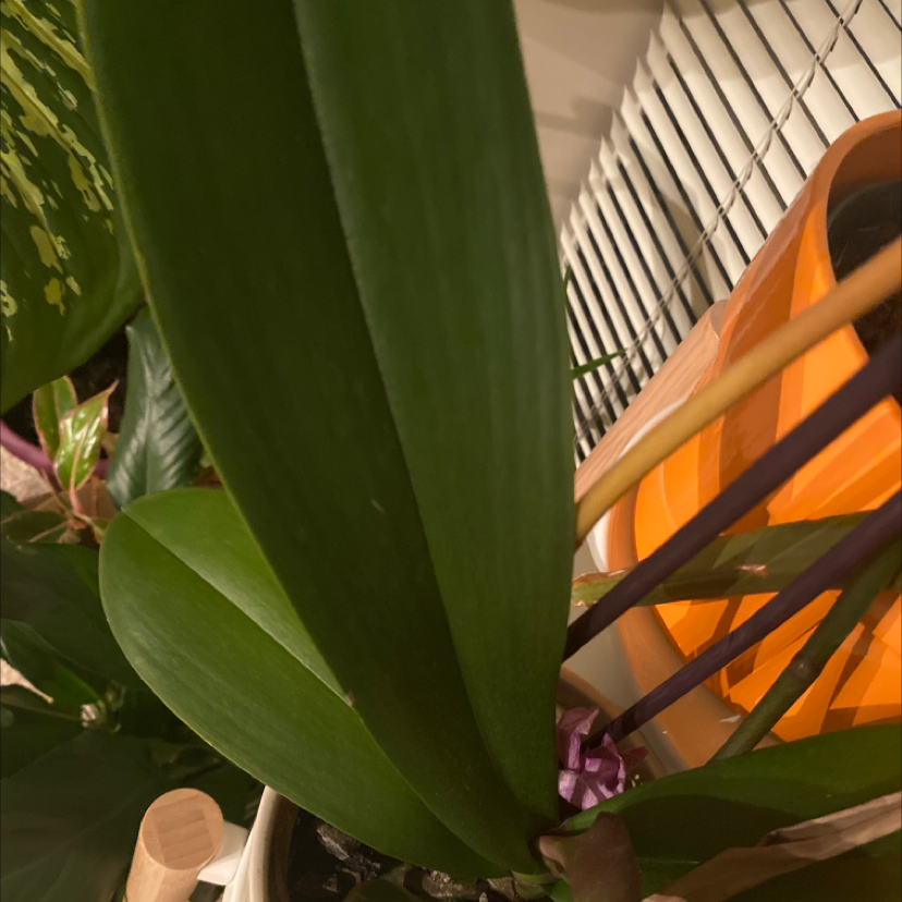 Image of a Bush Lily plant with broad green leaves and partially visible soil.