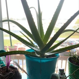 Aloe vera plant in Grand Ledge, Michigan