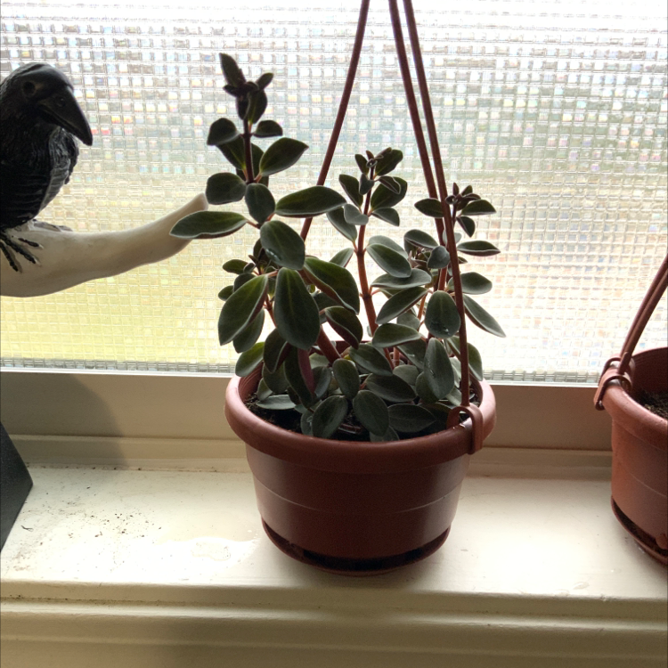 Peperomia Red Log plant in a hanging pot on a windowsill, appears healthy.