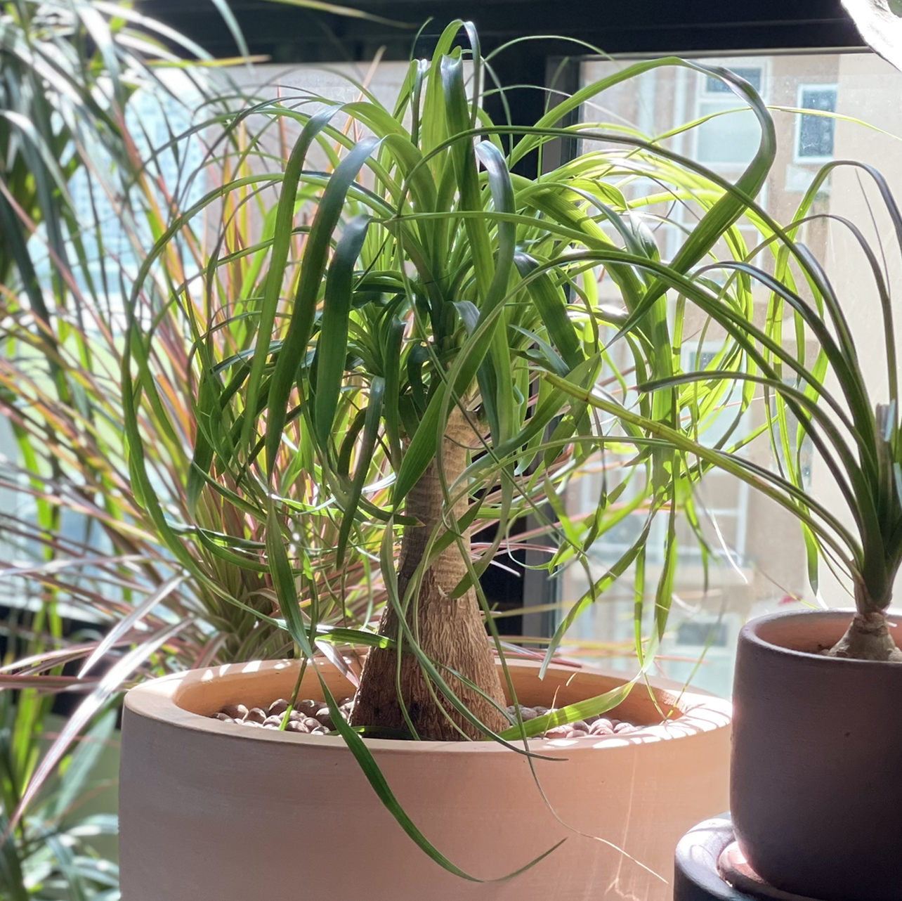 Ponytail Palm plant photo by Louis named Ponytail Palm on Greg, the plant care app.