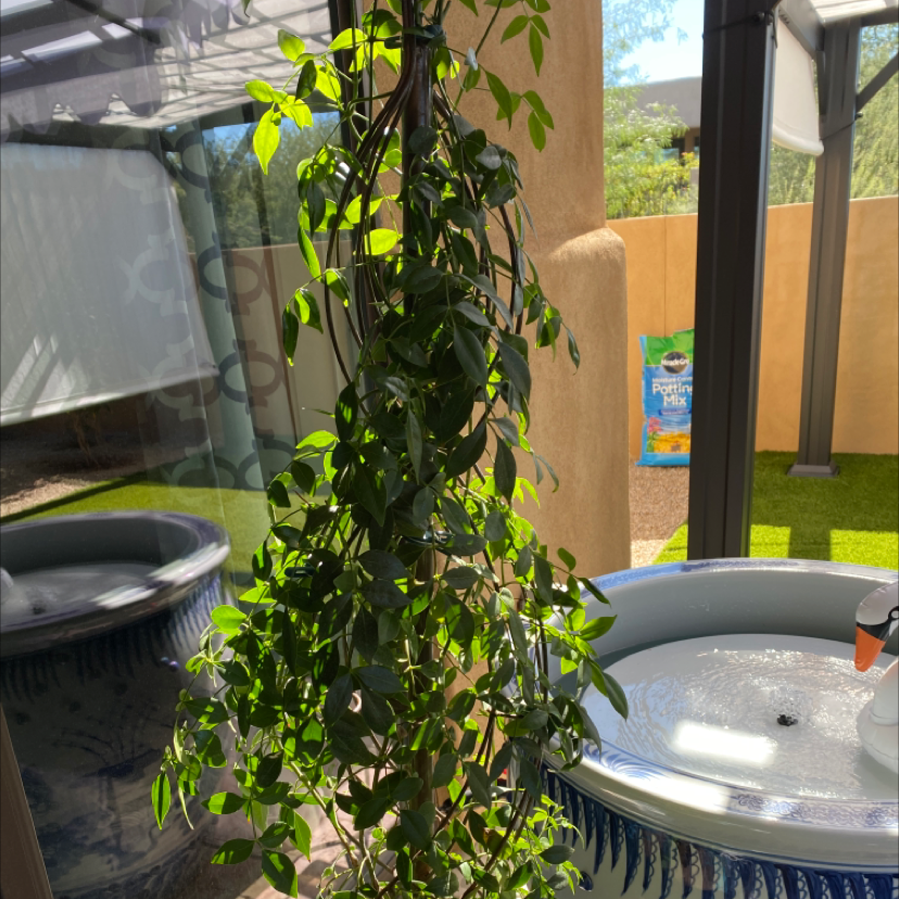 Healthy Bowerplant with green leaves in a controlled environment.