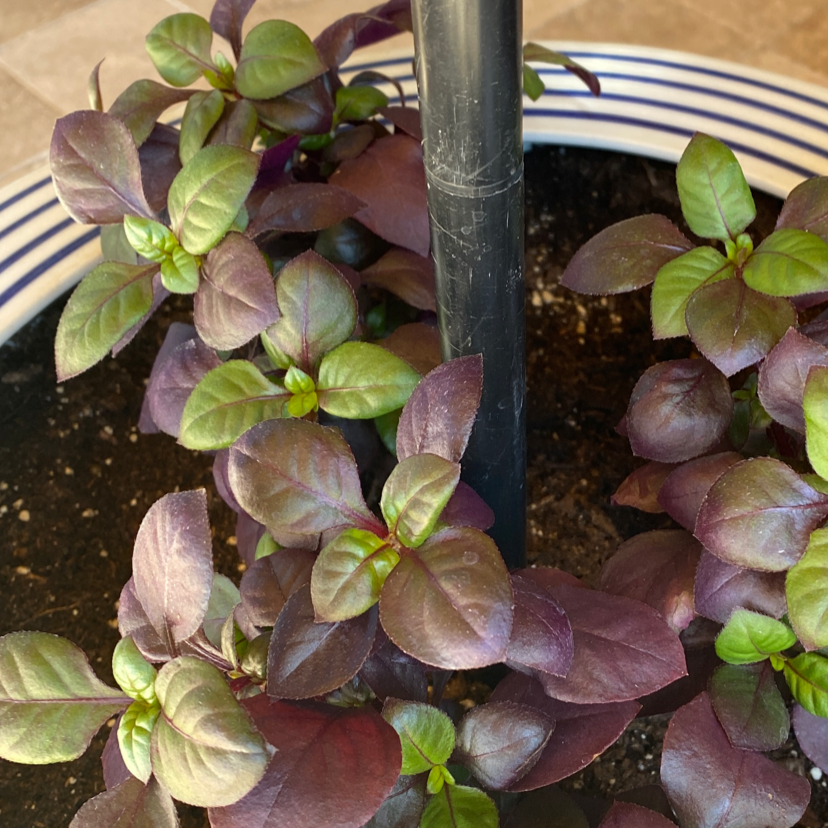 Brazilian Joyweed plant with vibrant purple and green leaves in a pot with visible soil.