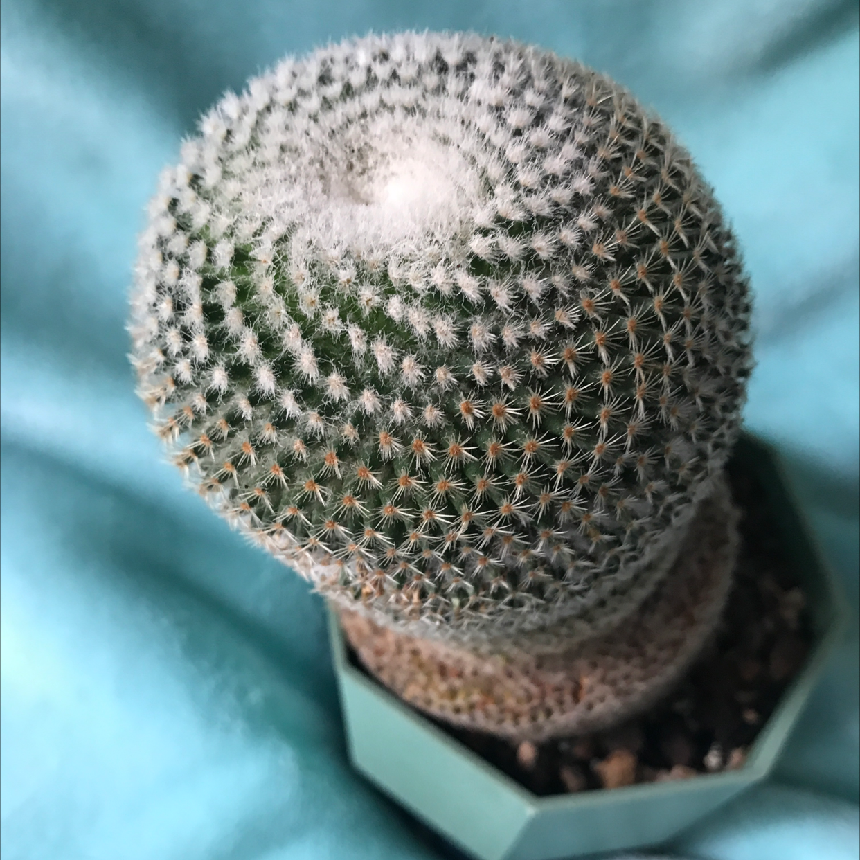 Photo of the plant species Mammillaria huitzilopochtli by @baobab_zig named Mammillaria huitzilopohctlii on Greg, the plant care app