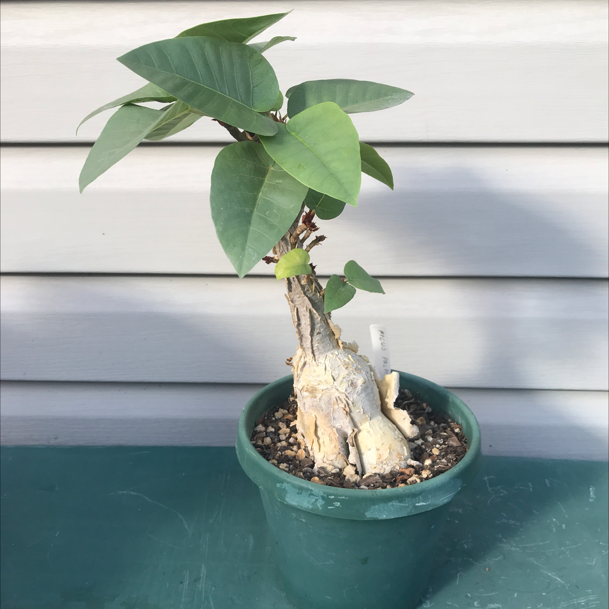 Potted Petiolate Fig plant with green leaves and visible soil.