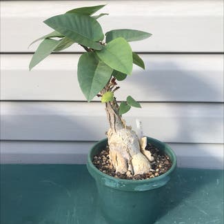 Rock Fig plant in Chicago, Illinois