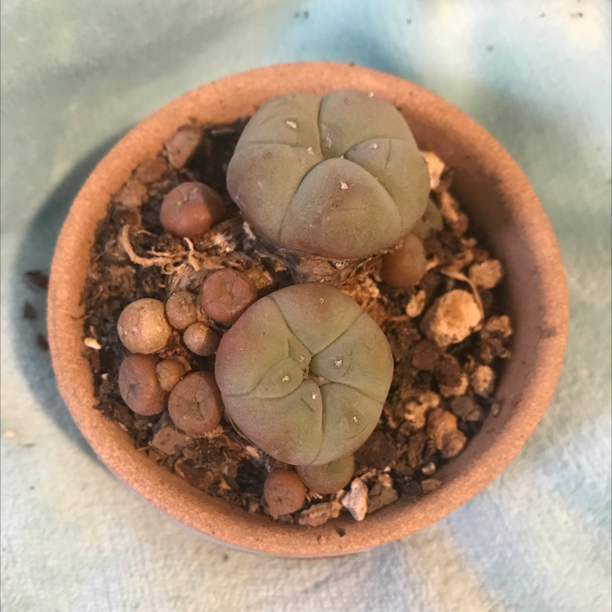 Peyote cactus in a clay pot with visible soil and multiple heads.