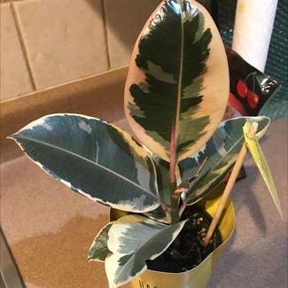 Rubber Plant plant in Chicago, Illinois