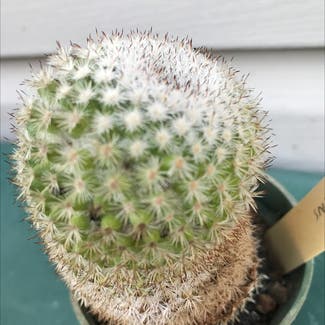 Twin Spined Cactus plant in Chicago, Illinois