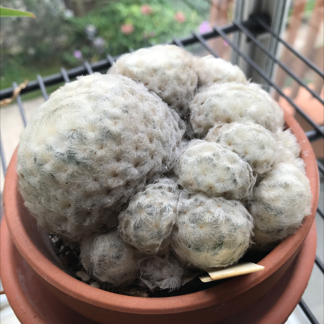 Feather Cactus in a terracotta pot, healthy and well-framed.