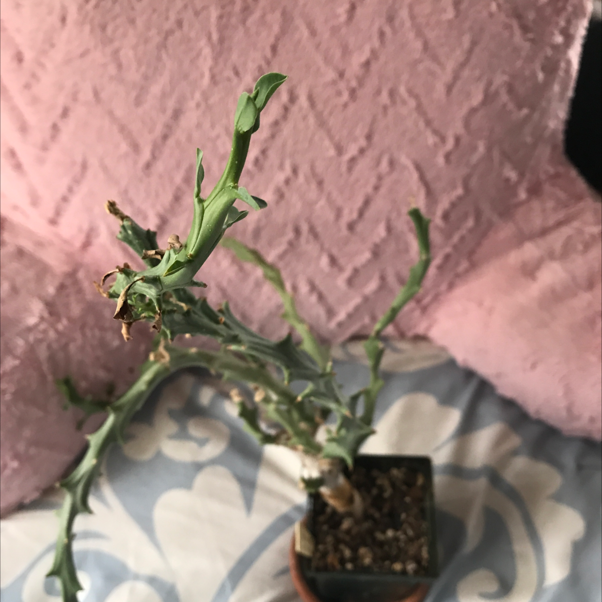 Photo of the plant species Elephant's Milk Bush by @baobab_zig named Euphorbia hamata on Greg, the plant care app