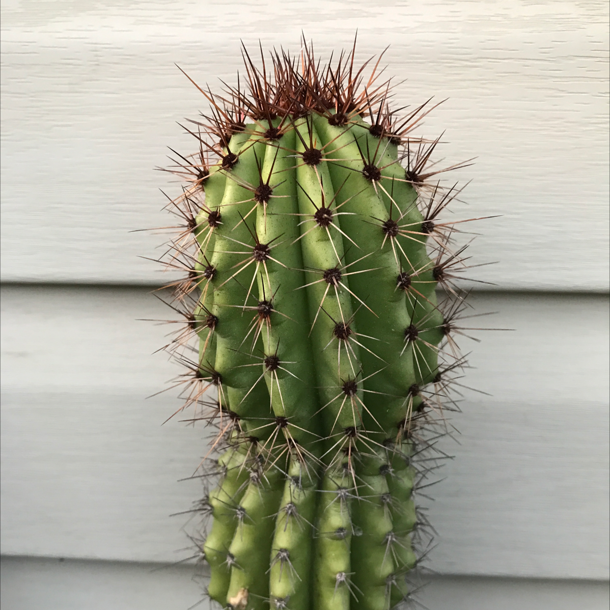 Organ Pipe Cactus with healthy green color and prominent spines.