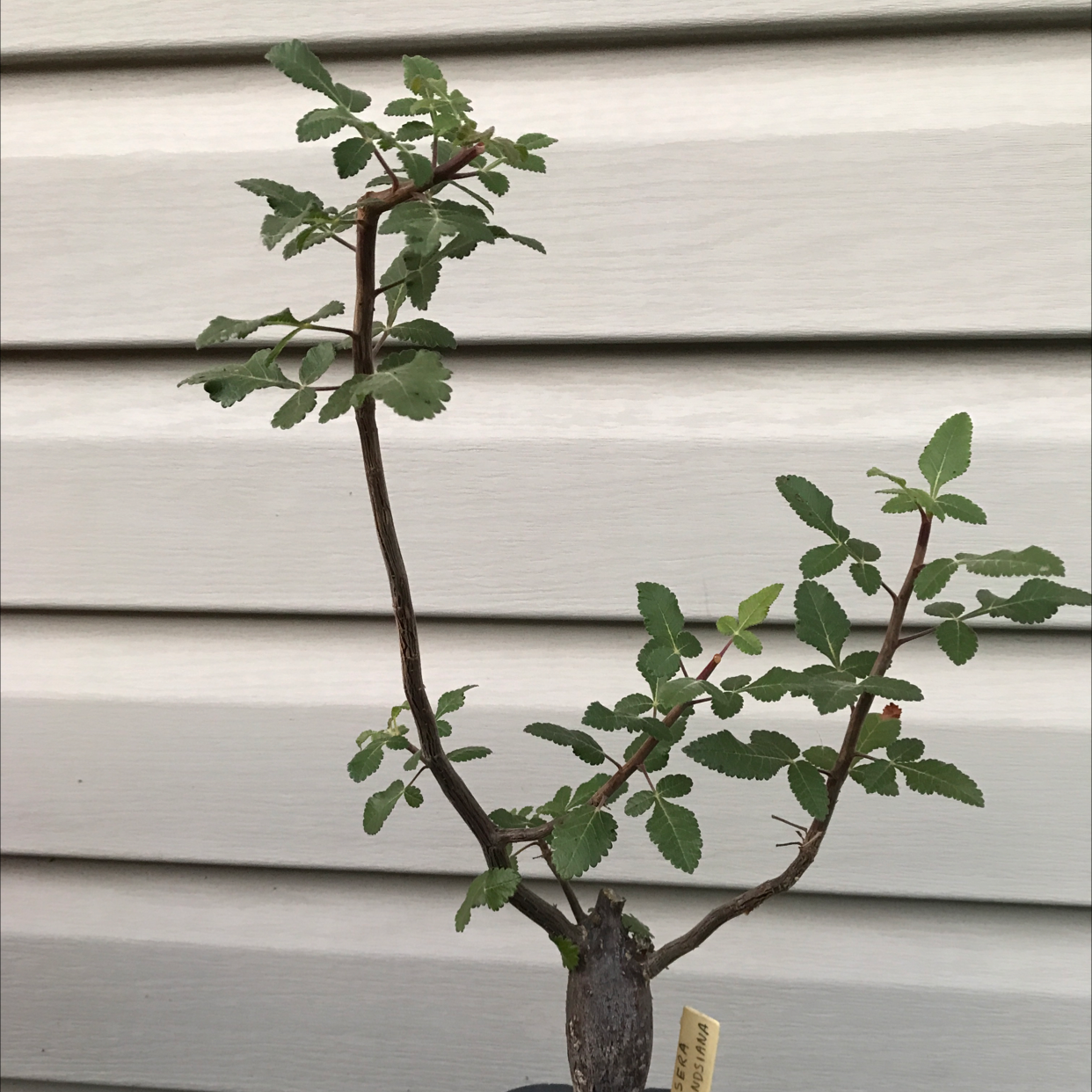 Photo of the plant species Bursera Hindsiana by @baobab_zig named Bursera hindsiana branching up in clay pot on Greg, the plant care app