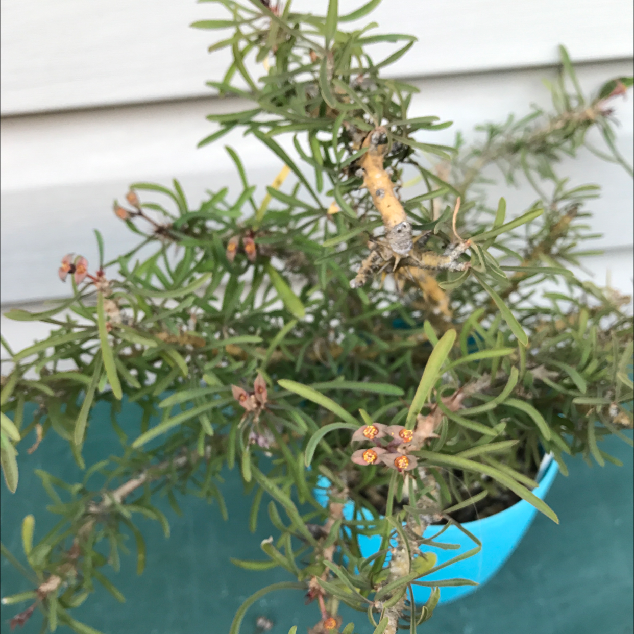 Photo of the plant species Euphorbia neobosseri by @baobab_zig named Euphorbia sakarahaensis on Greg, the plant care app