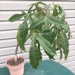 Flame Bottletree plant