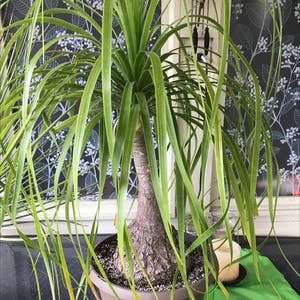 Bottle Palm Tree plant photo by @baobab_zig named Beaucarnea recurvata on Greg, the plant care app.