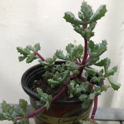 Deltoid-Leaved Dew Plant plant