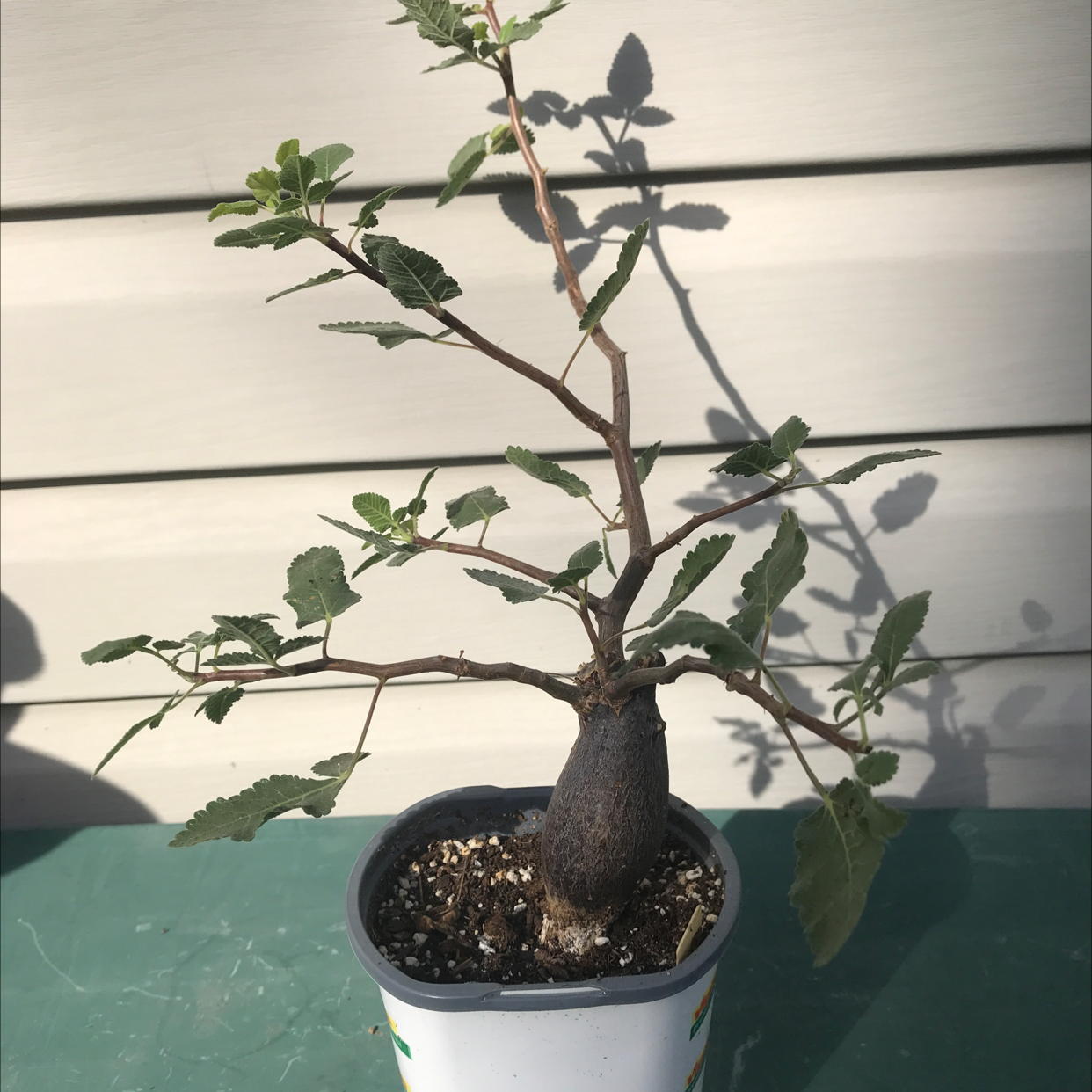 Photo of the plant species Bursera Hindsiana by @baobab_zig named Bursera hindsiana branching sideways on Greg, the plant care app