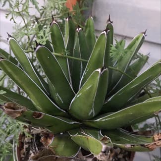 Queen Victoria Agave plant in Chicago, Illinois