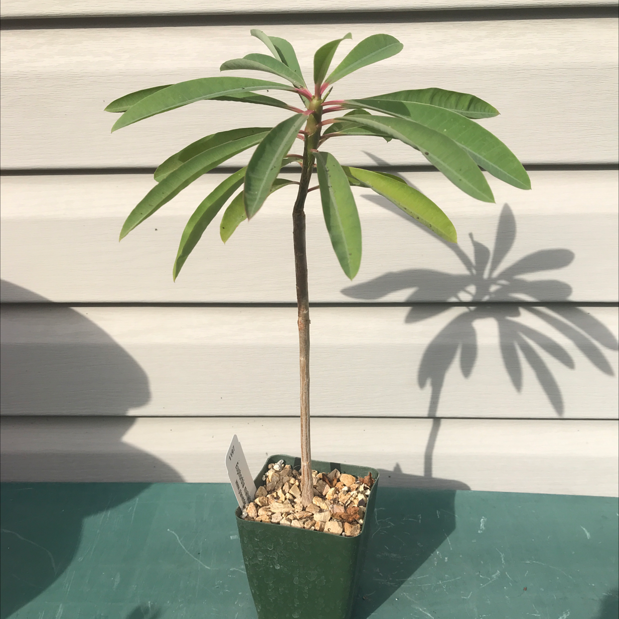Photo of the plant species Euphorbia mahabobokensis by @baobab_zig named Euphorbia mahabobokensis on Greg, the plant care app