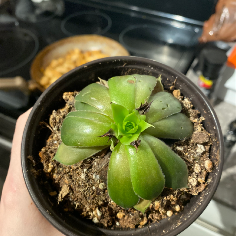 Cobweb Hens and Chicks plant in a small pot with visible soil, held by a hand.