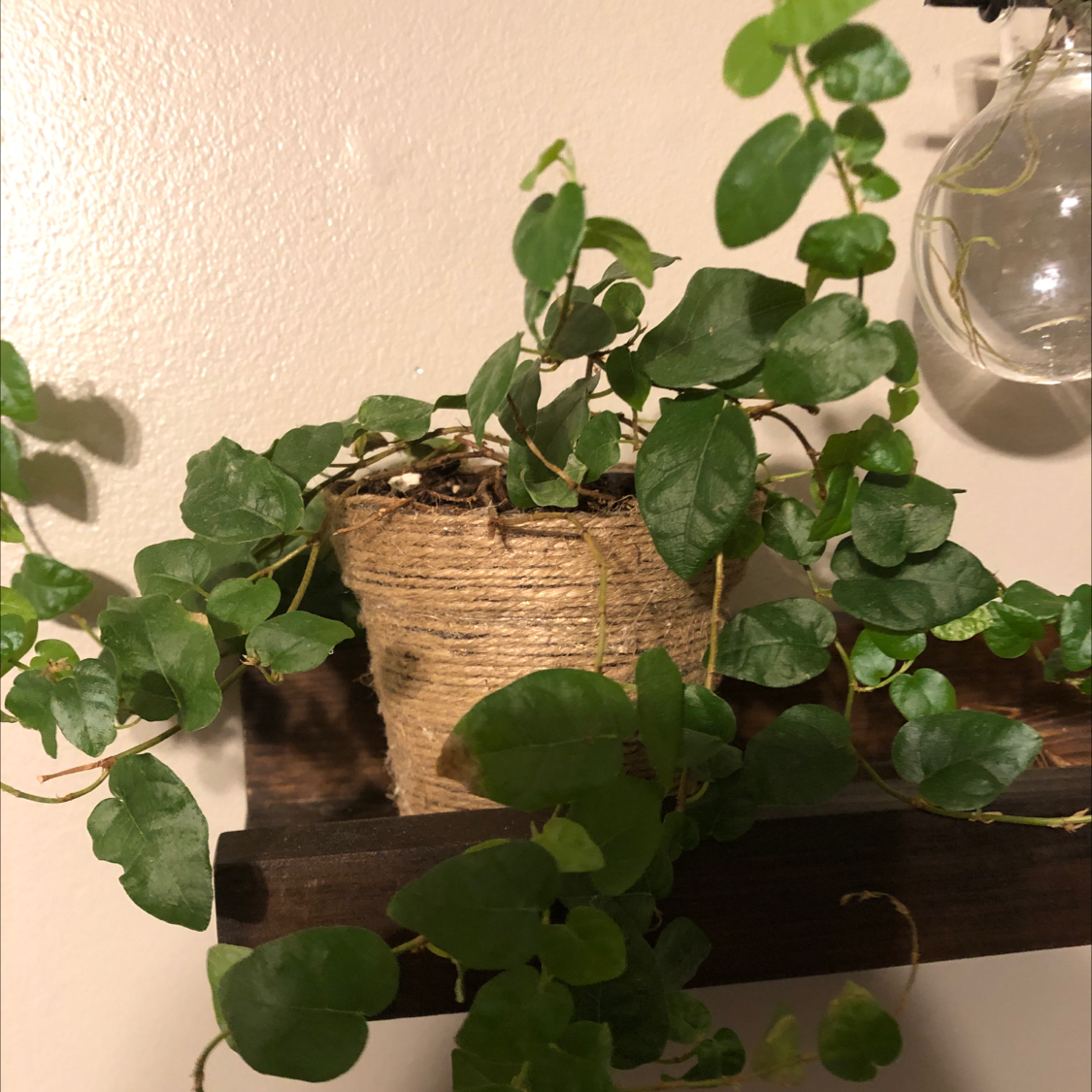 Healthy potted Creeping Fig plant with round green leaves on vining stems, in a small woven basket on a wooden surface.