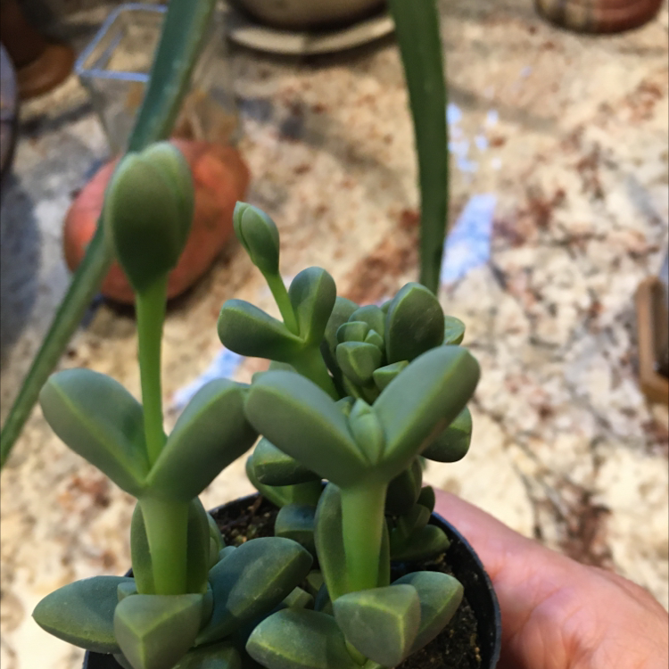 Healthy Beads Lampranthus succulent with thick green leaves, held by a hand.