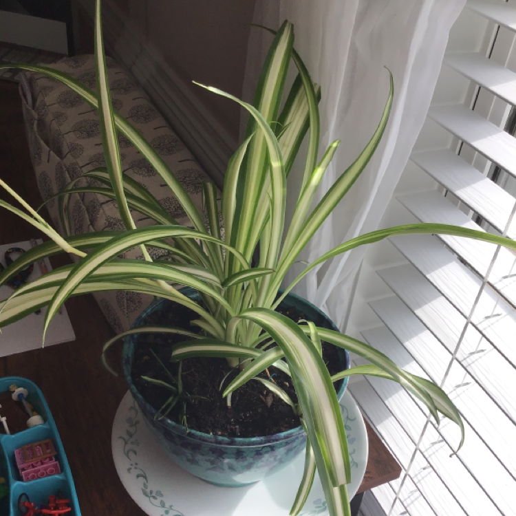 Spider Plant plant photo by @hannah.danielss named Spooder on Greg, the plant care app.