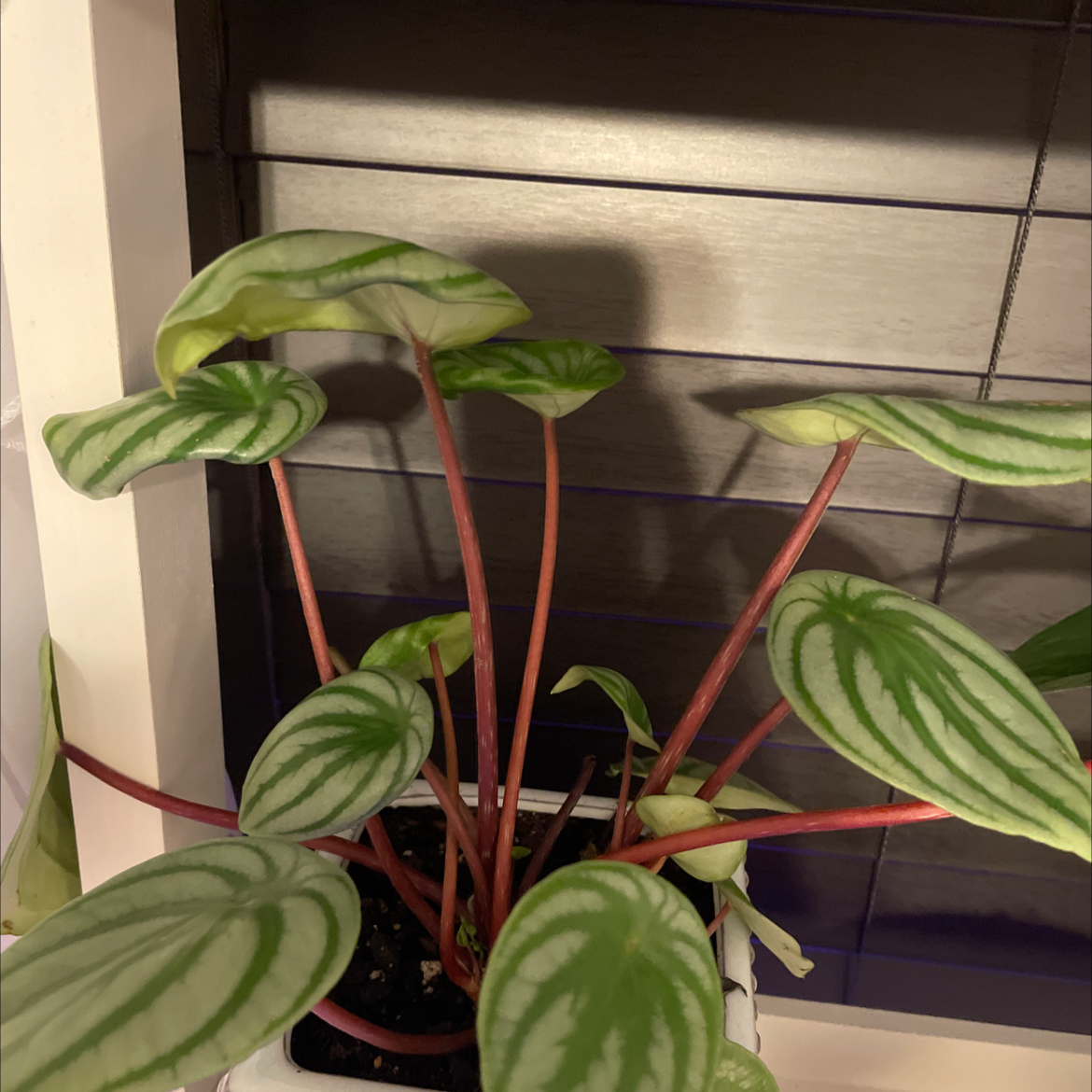 Watermelon Peperomia plant photo by @hannah.danielss named Your plant on Greg, the plant care app.