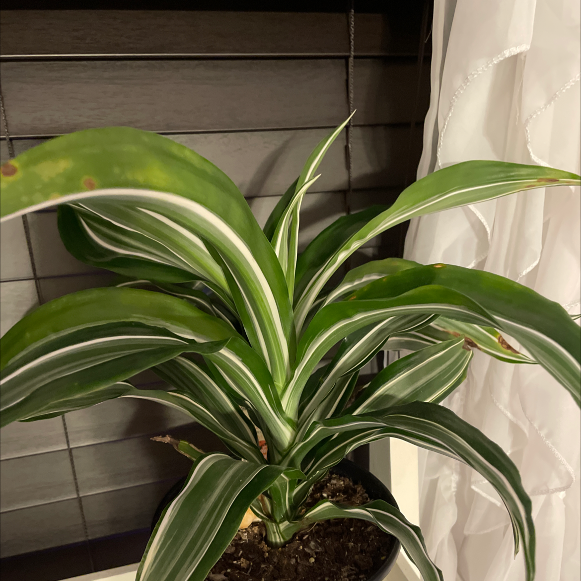White Jewel Dracaena plant with variegated leaves and minor browning at the tips.