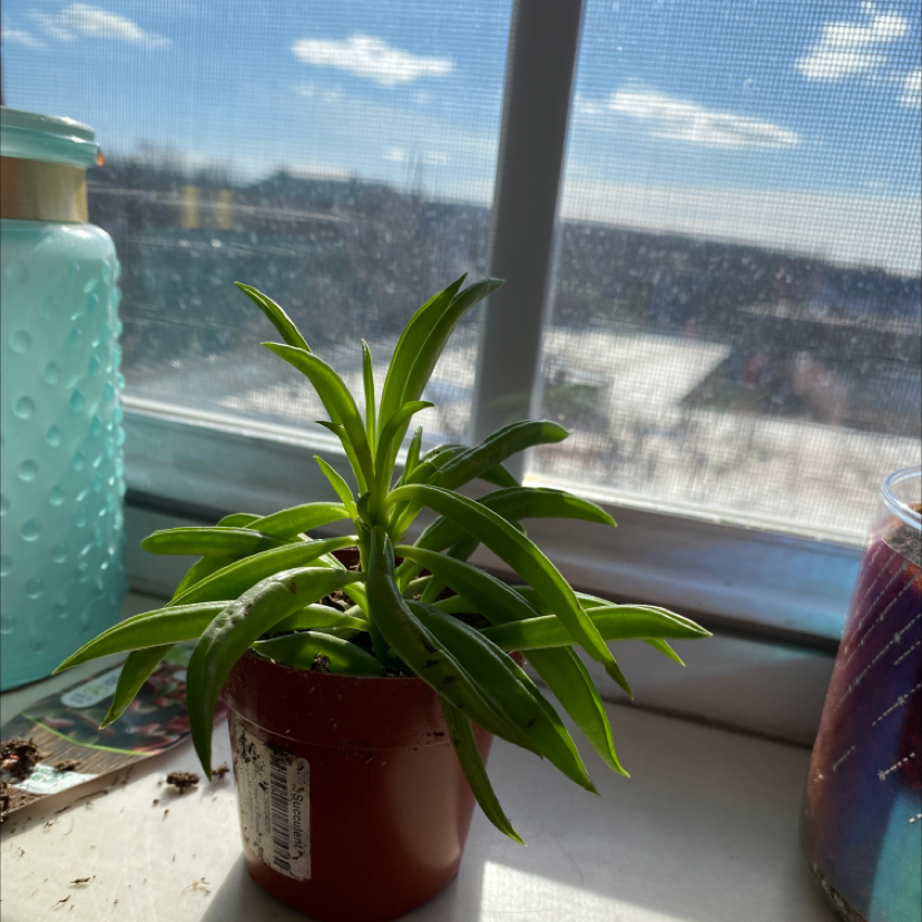 Pincushion Peperomia plant in a pot on a windowsill with a view outside.