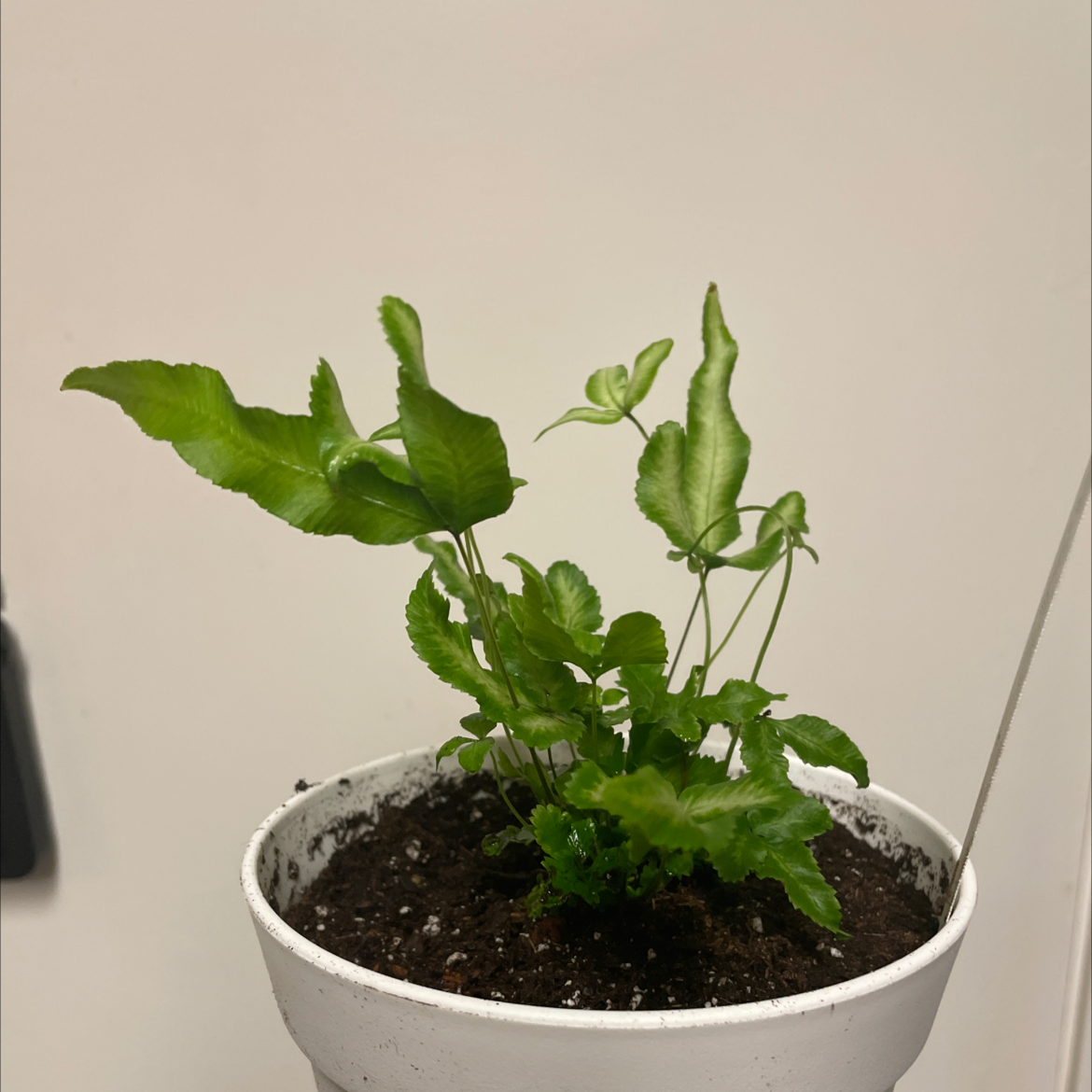 Potted Cretan Brake plant with healthy green leaves and visible soil.