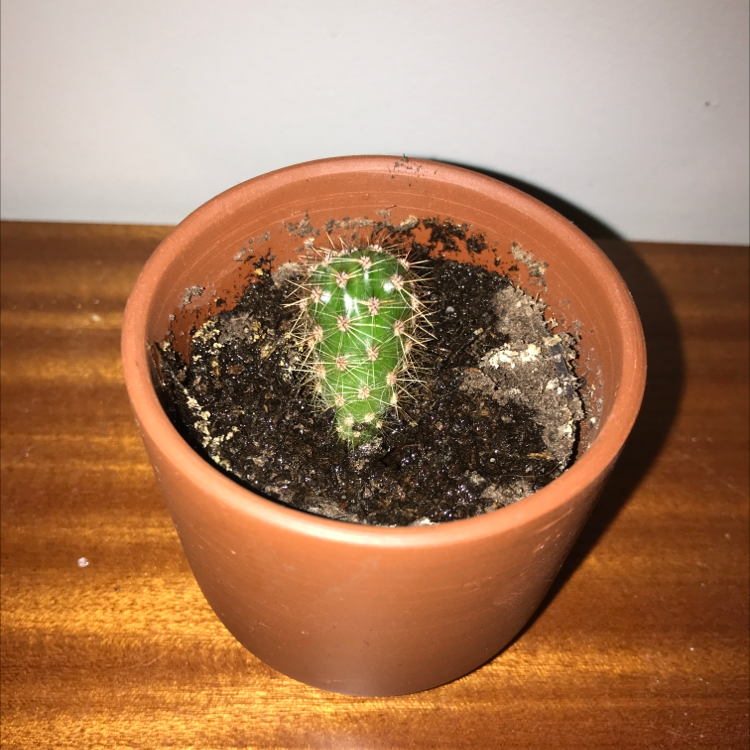 Golden Barrel Cactus plant photo by @theaa named Bodhi on Greg, the plant care app.