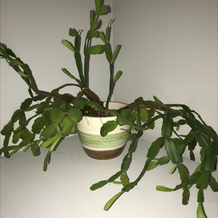 False Christmas Cactus plant photo by @theaa named Drake on Greg, the plant care app.