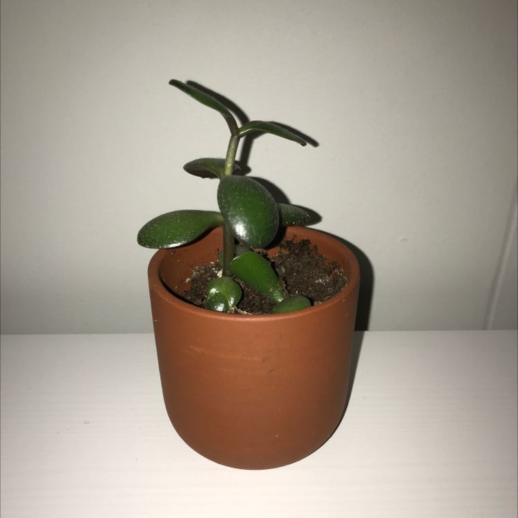 Lucky Plant plant photo by @theaa named Walt on Greg, the plant care app.