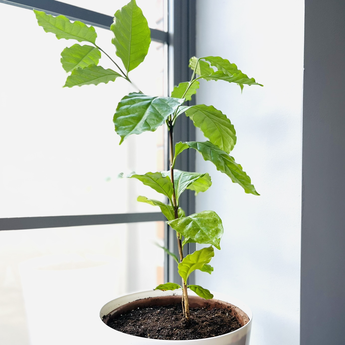 Photo of the plant species Arabian Coffee Plant by @Wahooer03 named Beanie on Greg, the plant care app