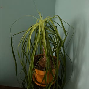 Ponytail Palm plant photo by Katy410 named Miss Marple on Greg, the plant care app.