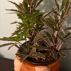 Schefflera Elegantissima plant photo by @Katy410 named Leslie on Greg, the plant care app.