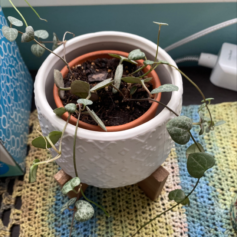 String of Hearts plant photo by @Katy410 named Agatha on Greg, the plant care app.