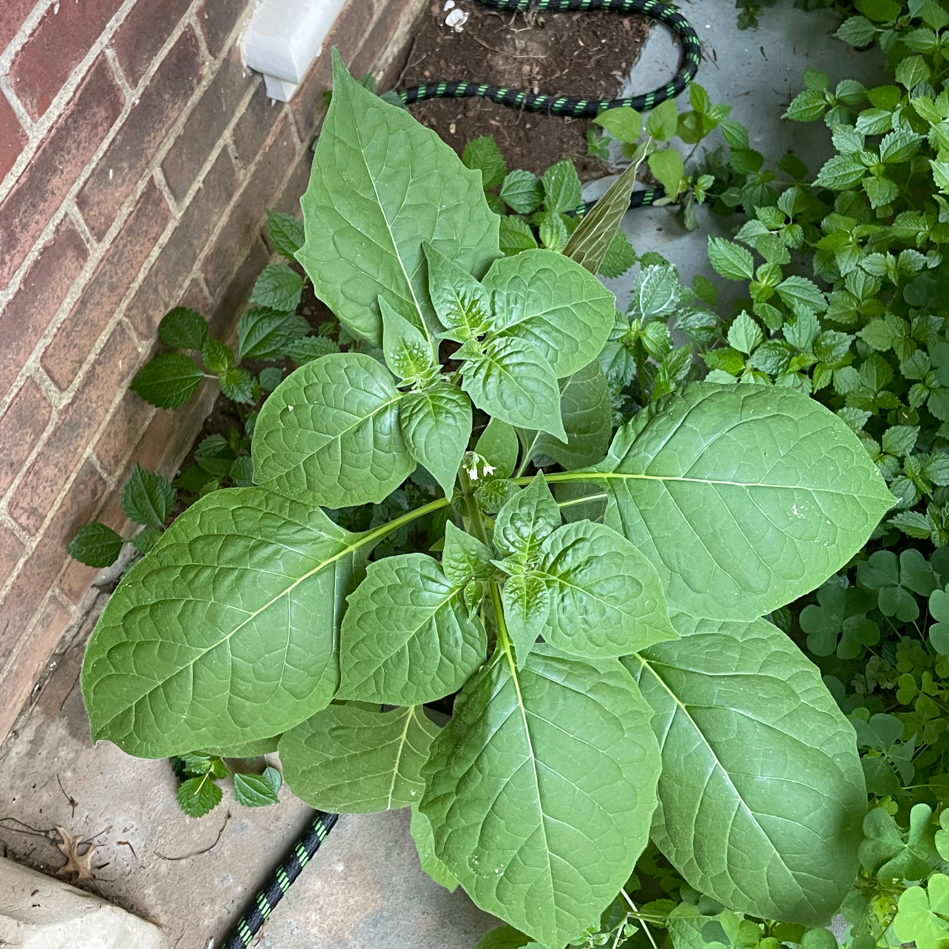 Healthy Black Nightshade plant with large green leaves next to a brick wall.