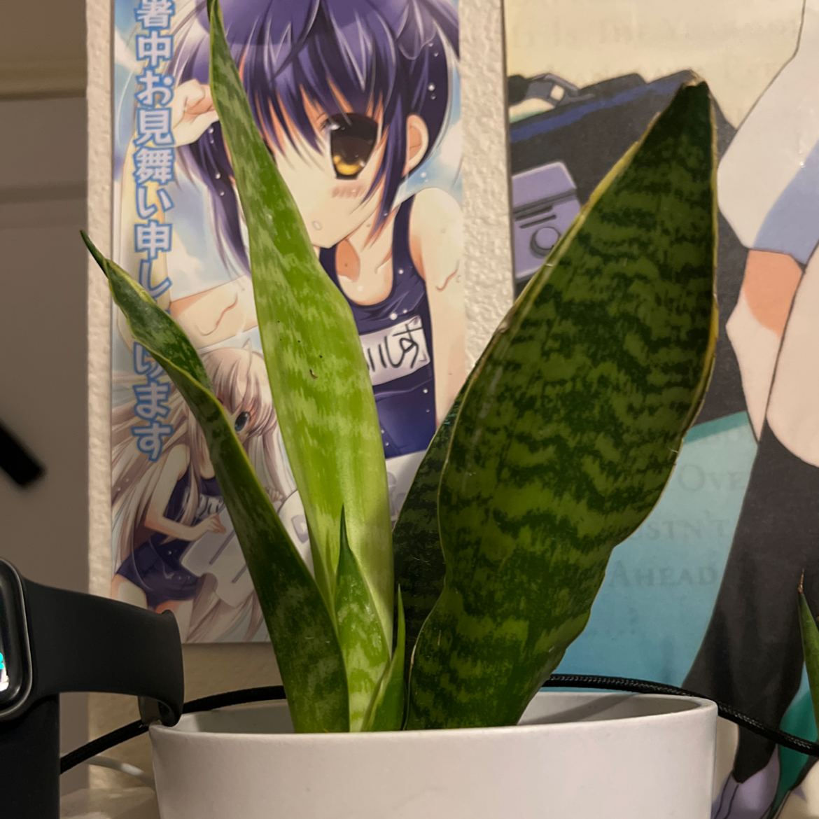 Snake Plant plant photo by @saltyham named Chunchy on Greg, the plant care app.