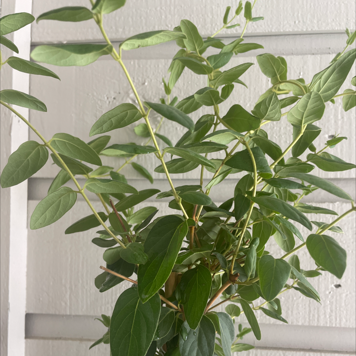 Healthy Japanese Honeysuckle plant with green leaves against a white background.