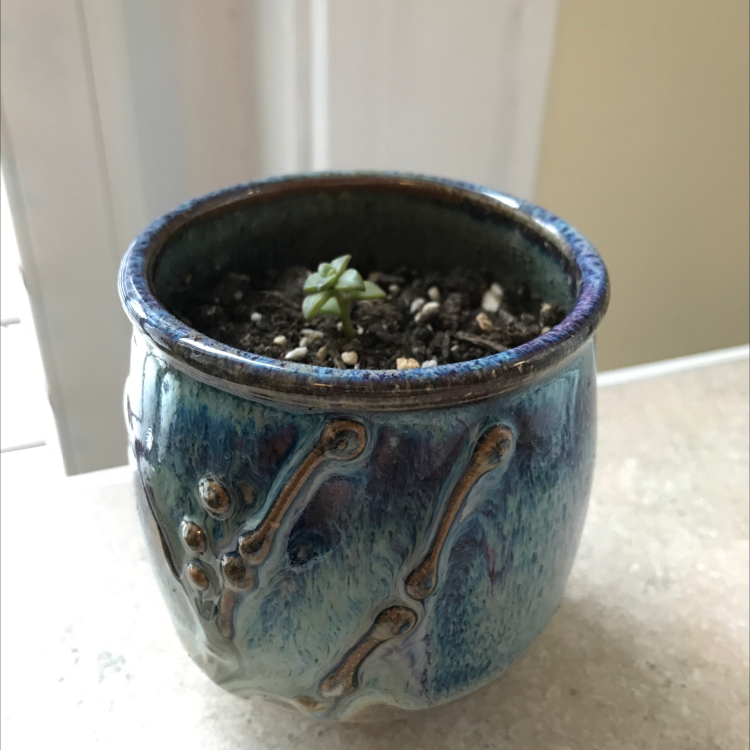 Small Crassula rupestris plant in a decorative pot with visible soil.
