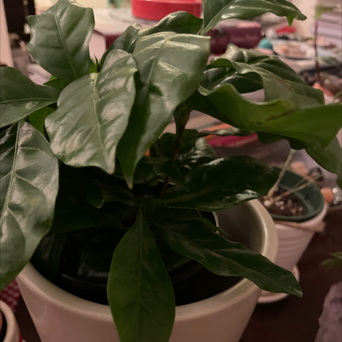 Arabian Coffee Plant plant photo by @pandaplantmama named Mrs. Coffee on Greg, the plant care app.