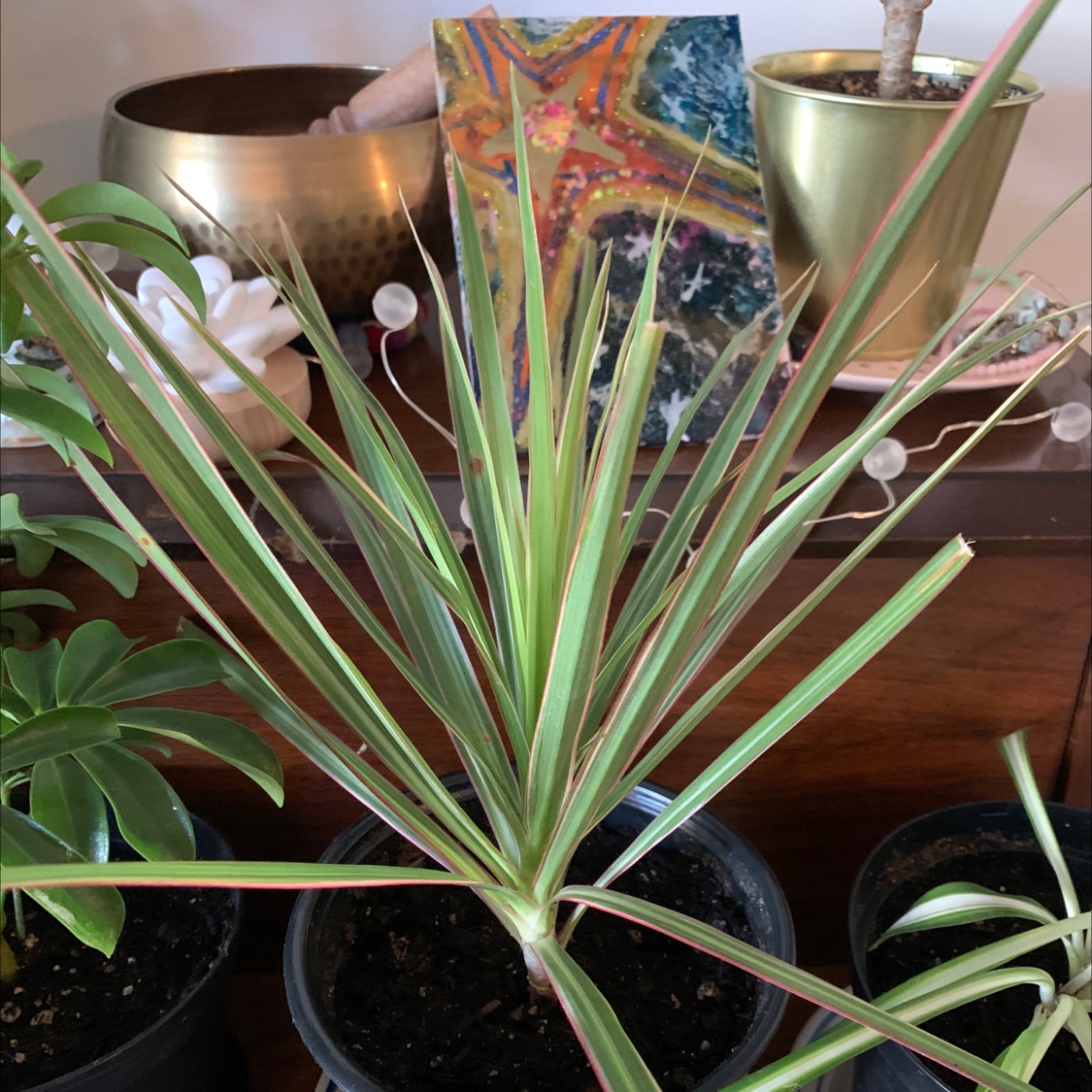 Dracaena 'Ray of Sunshine' plant in a pot with vibrant green leaves, surrounded by other plants and decorative items.