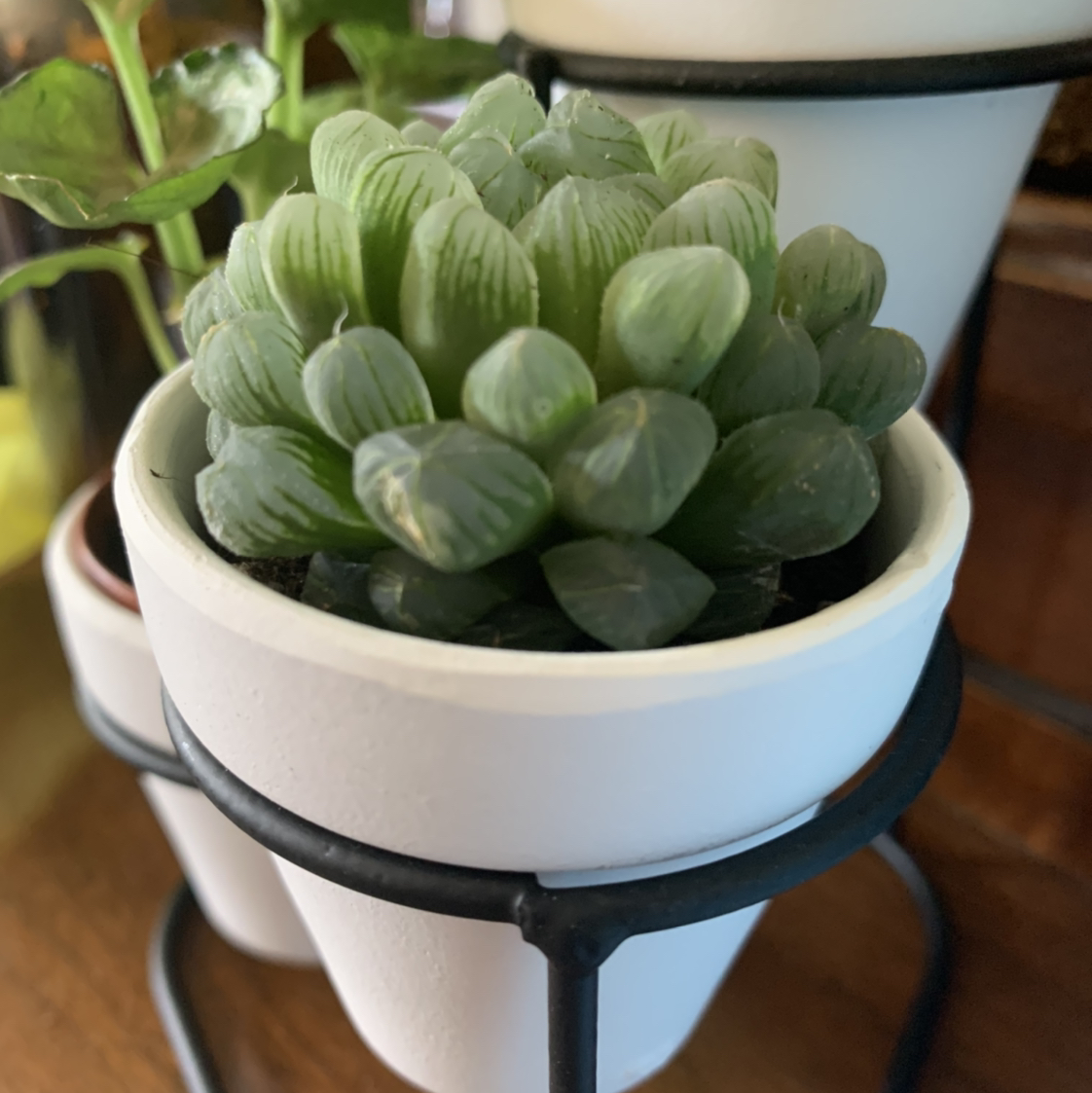 Healthy Haworthia cooperi plant in a white pot, well-cared for.