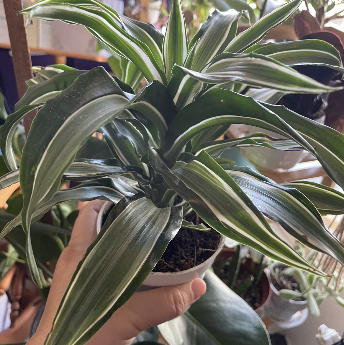 Photo of the plant species White Jewel Dracaena by @mariekemom named White Jewel on Greg, the plant care app