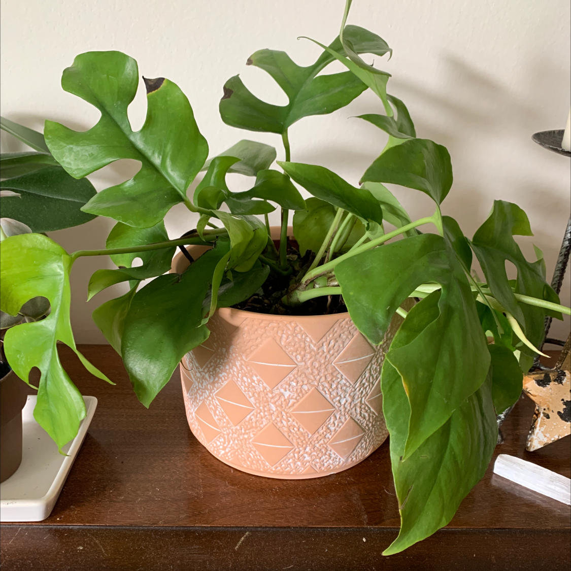 Mini Monstera plant photo by @mariekemom named Raphy on Greg, the plant care app.