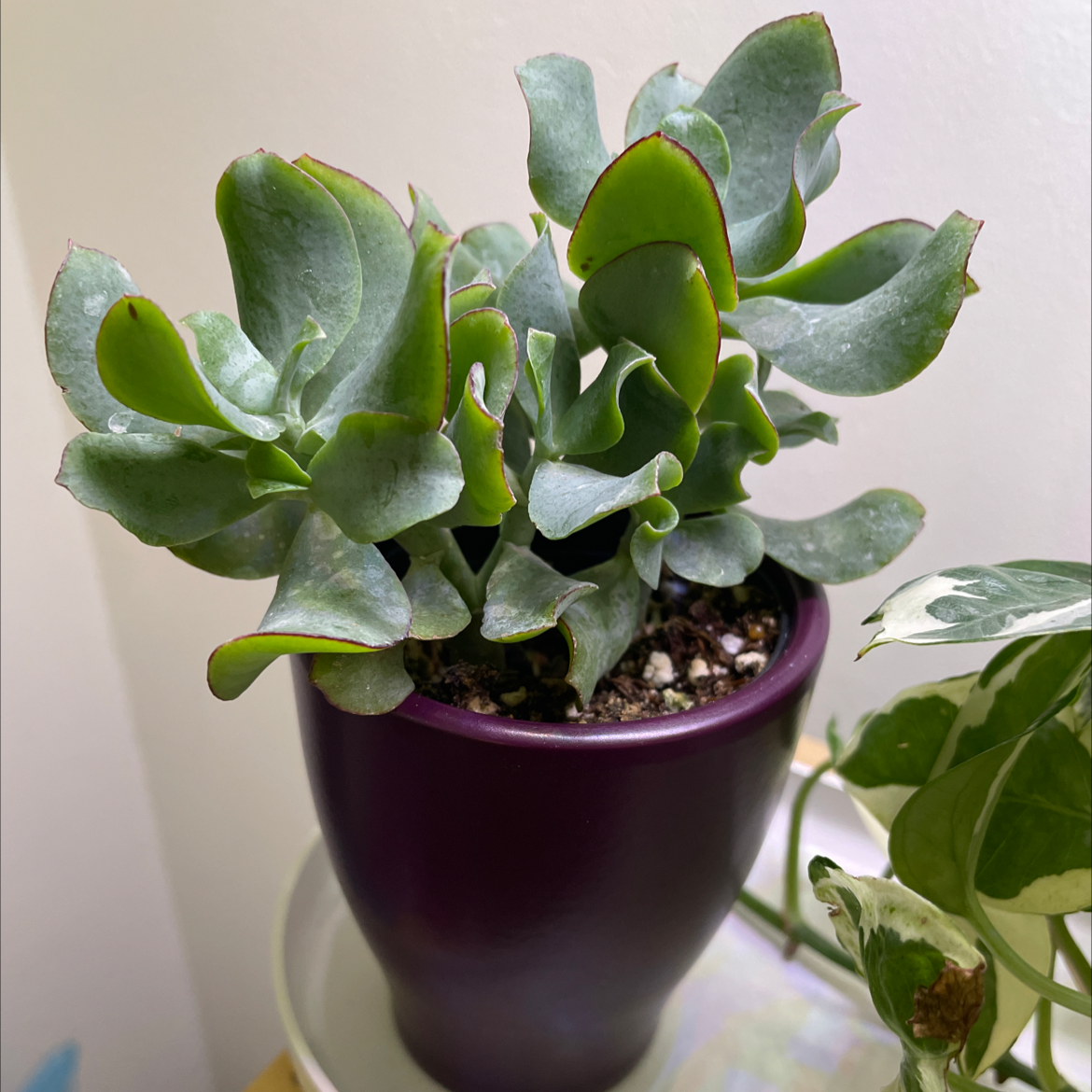 Silver Dollar Plant in a purple pot with green leaves, soil visible, another plant in the background.
